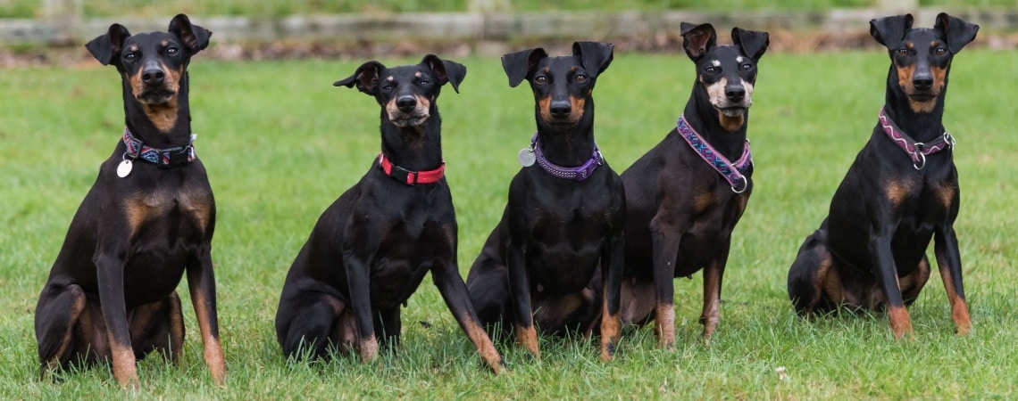 meute manchester terrier
