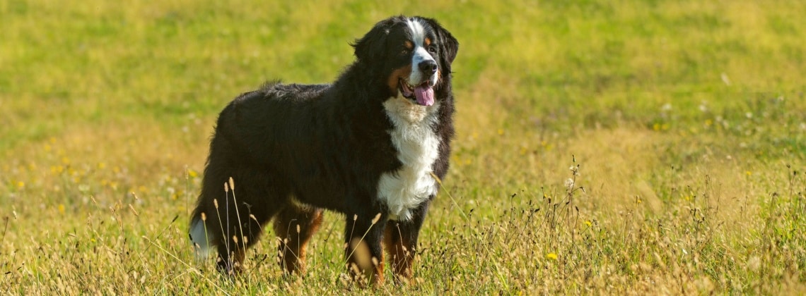 race Grand Bouvier suisse