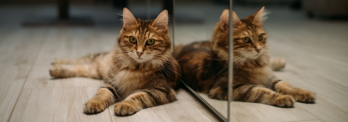 race chat Bobtail des kouriles