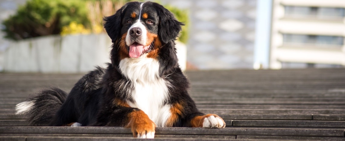 race chien Grand Bouvier suisse