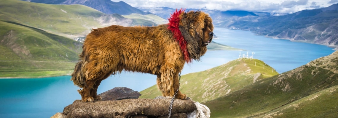 race chien dogue du tibet