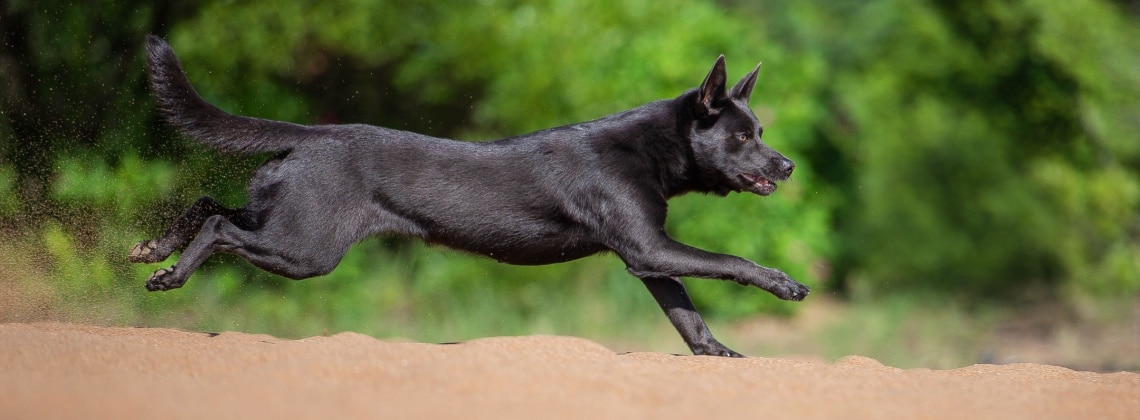 race chien kelpie