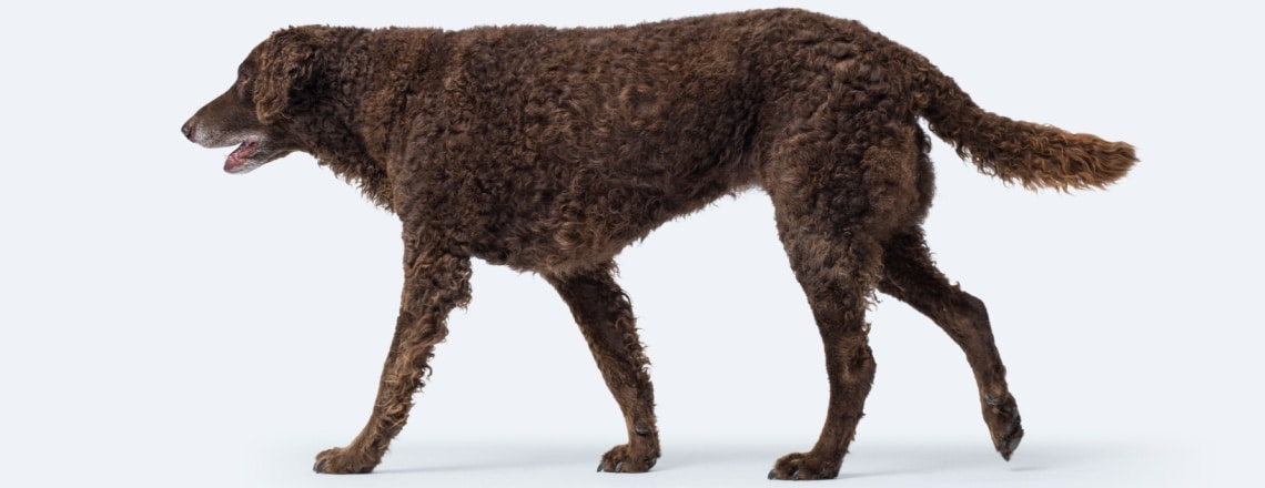 race chien retriever à poil bouclé