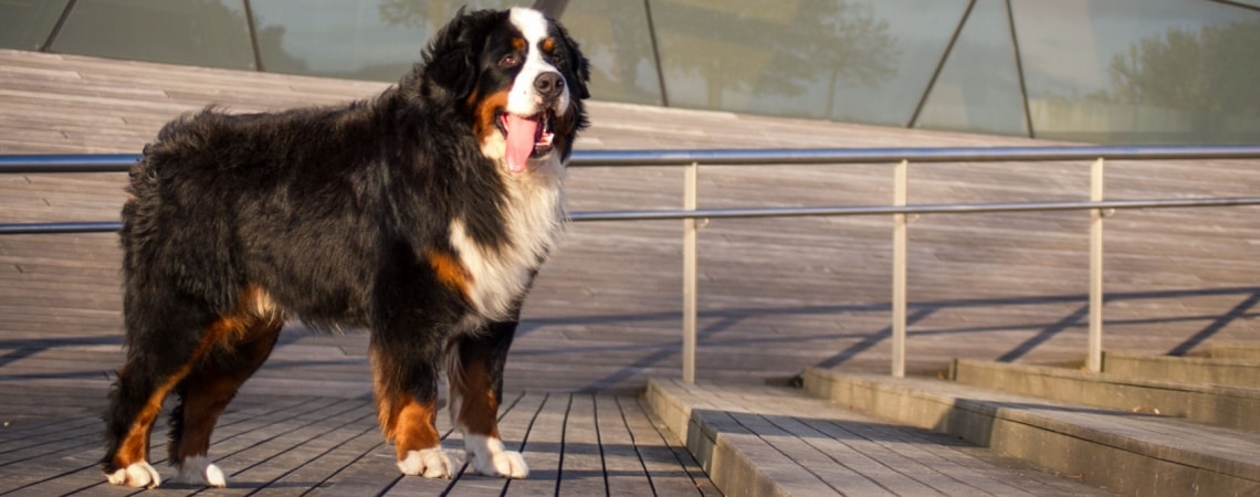 race de chien Grand Bouvier suisse