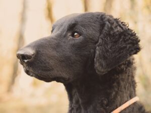 race retriever à poil bouclé