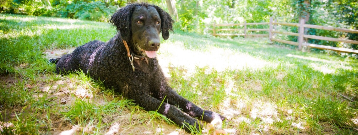 retriever à poil bouclé dans jardin