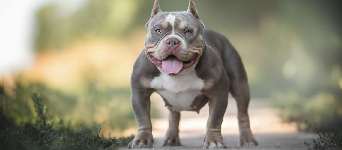 American bully