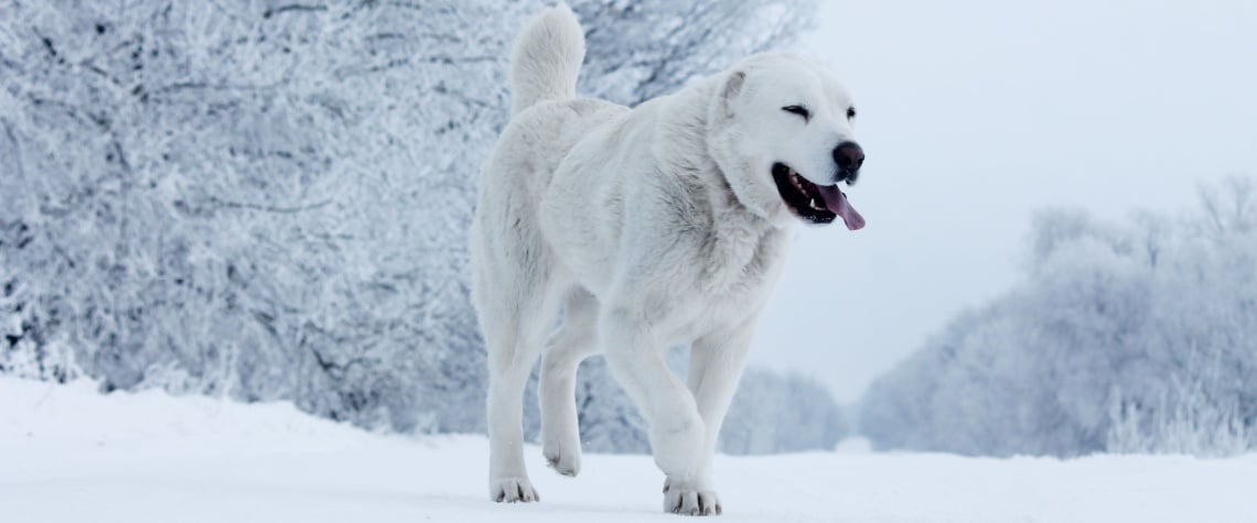 Berger d'Asie centrale blanc