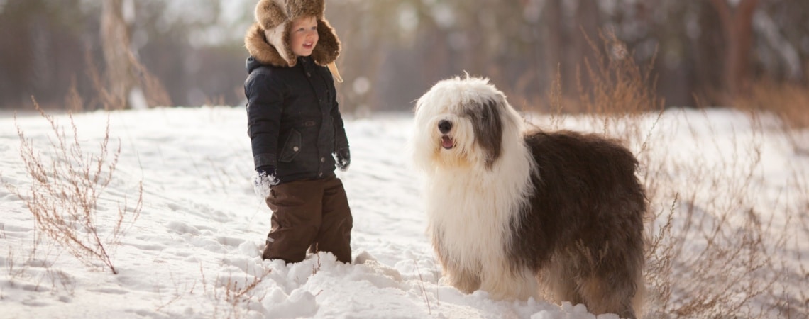 Bobtail avec enfant