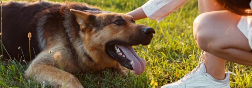 Chien allemand