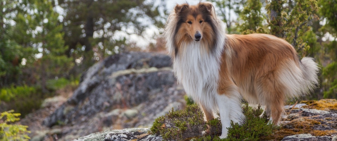 Colley race de chien