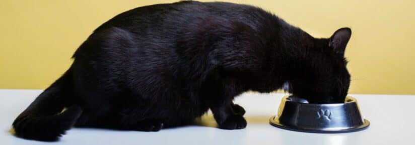 alimentation chat en gestation