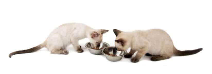 alimentation chat siamois