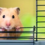 cage hamster