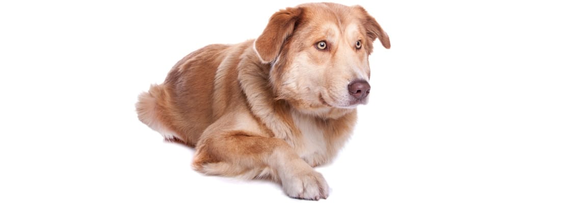 chien berger de l'Atlas