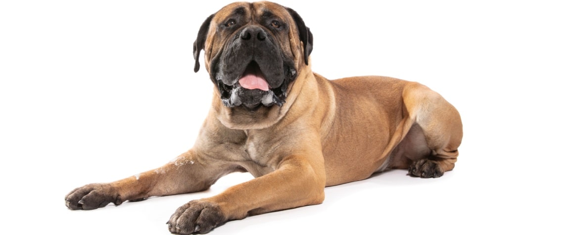 boerboel