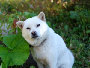 chien japonais hokkaido ken