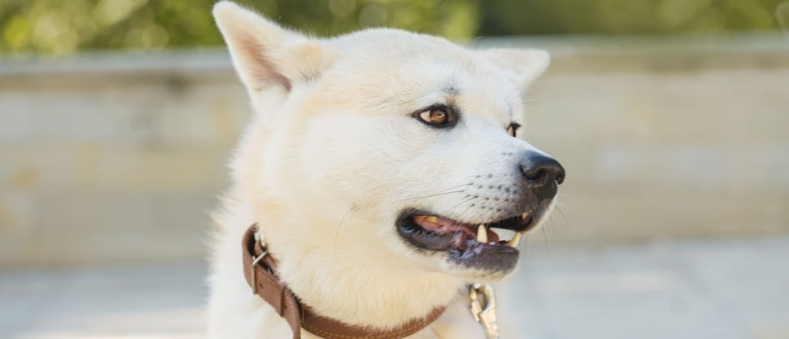 chien kishu inu