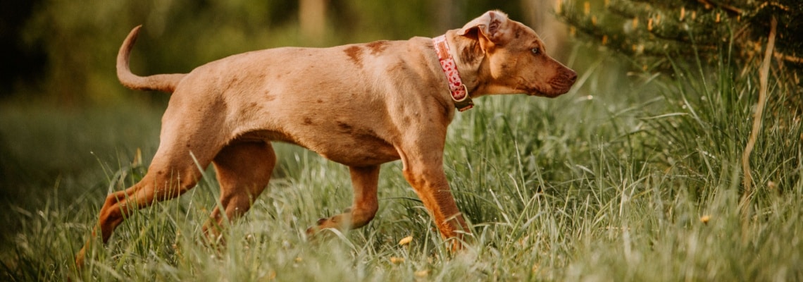 chien léopard Catahoula