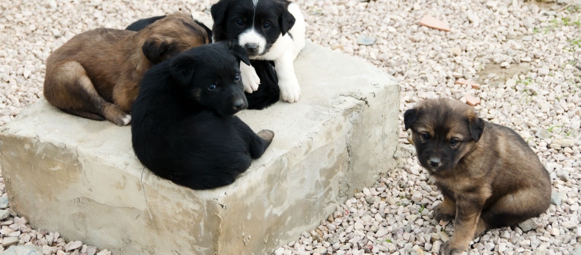 2 chiots berger de l'Atlas