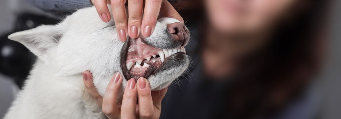 dents kishu inu