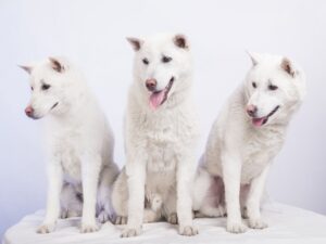 kishu inu