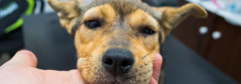 oedeme de quincke chien