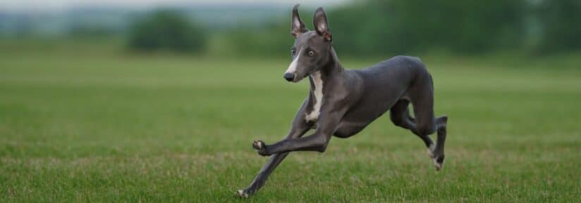 poids whippet