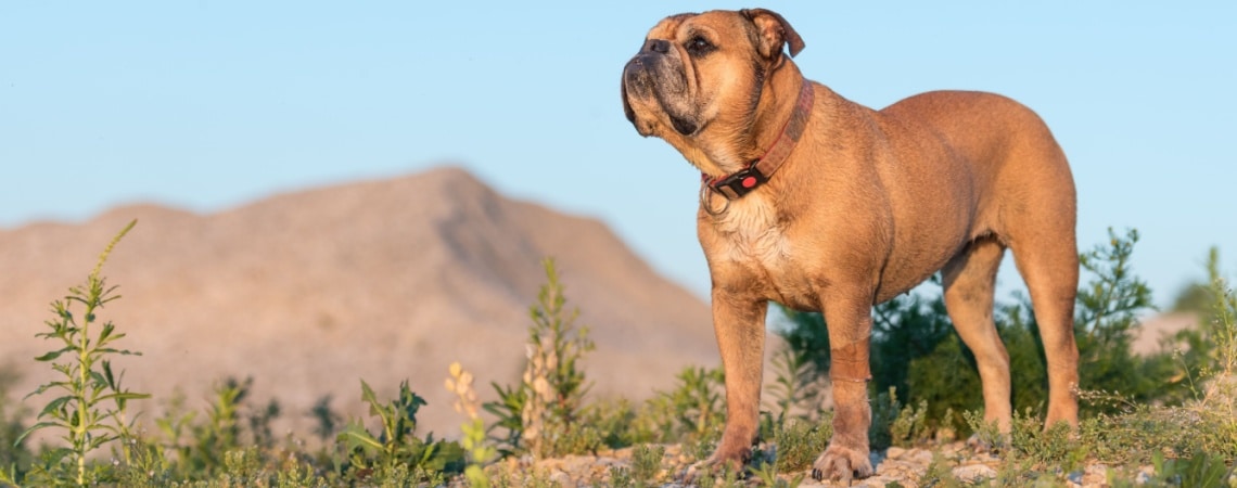 race Bouledogue continental