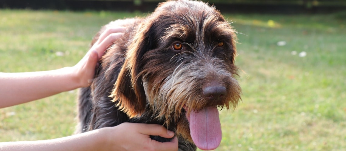 race chien griffon korthals