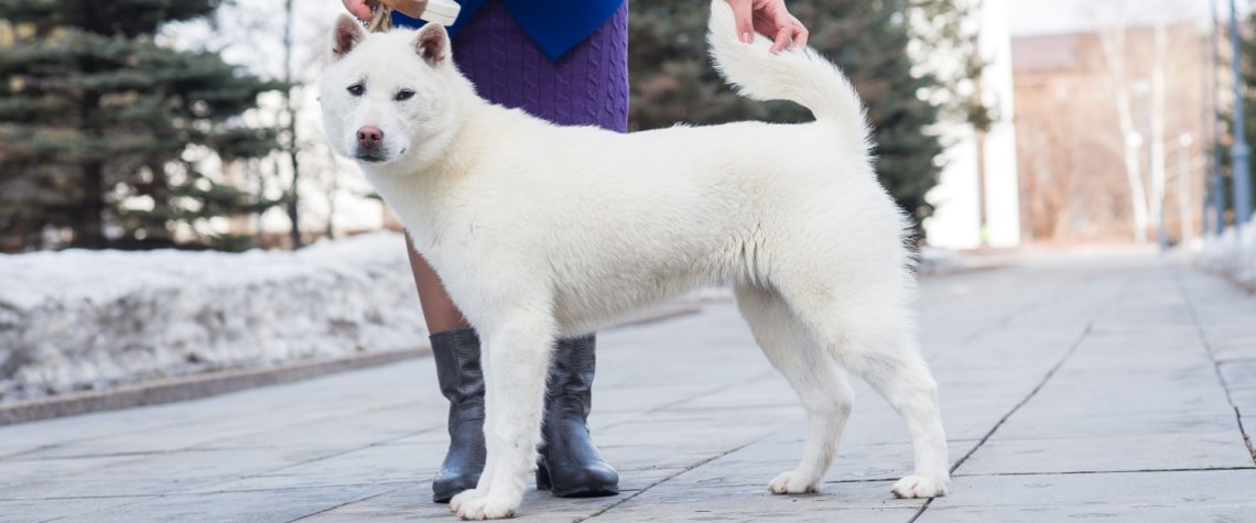 race kishu inu