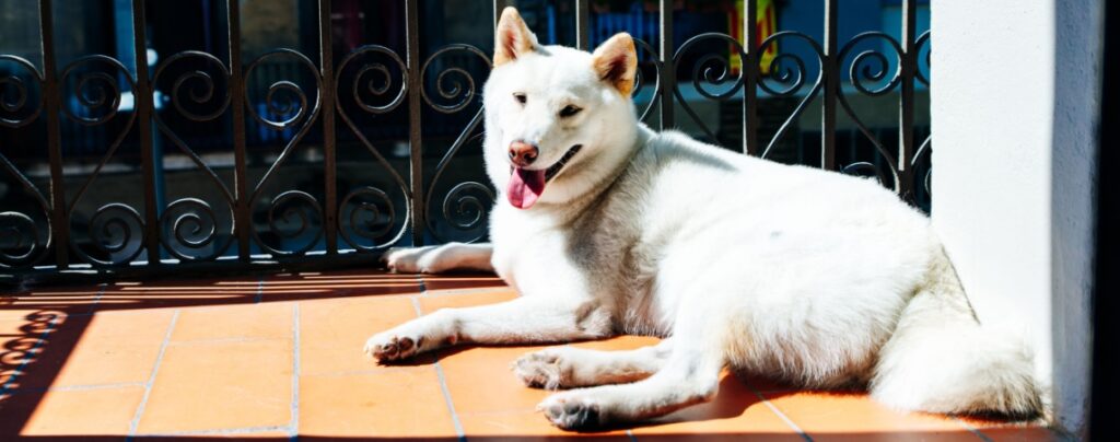 kishu inu