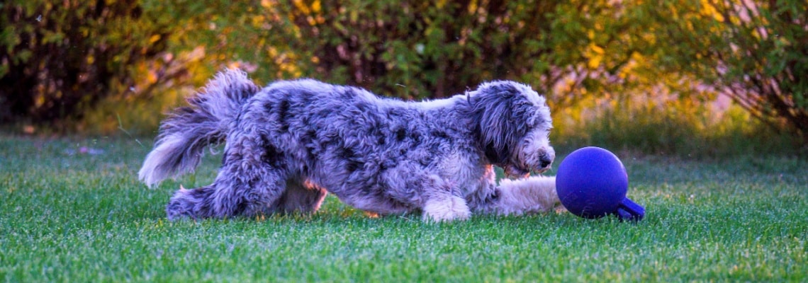 sheepadoodle dans jardin