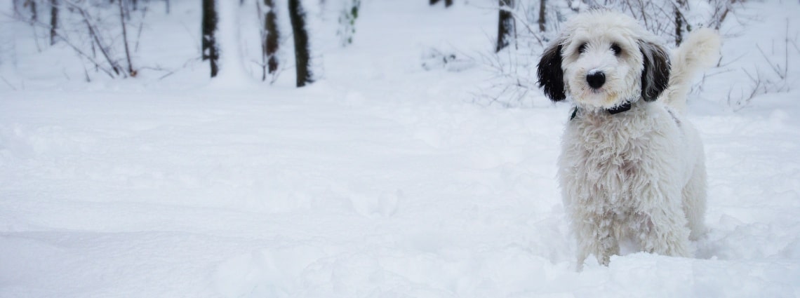 sheepadoodle dans neige