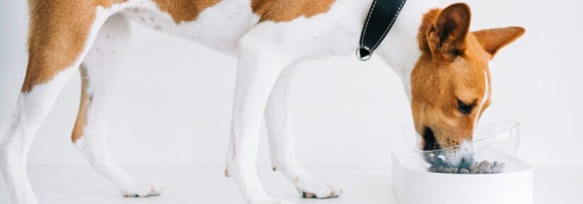 Croquettes pour Basenji