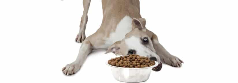 Croquettes pour whippet