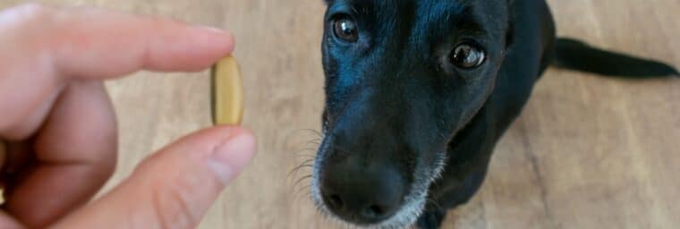 Huile de foie de morue pour chien