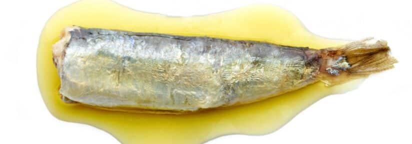 Huile de sardine pour chien
