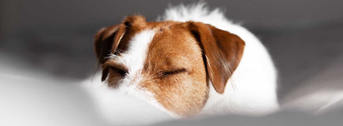 Parson Russell Terrier