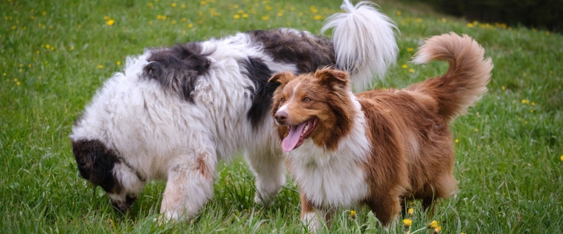 Tornjak avec autre chien