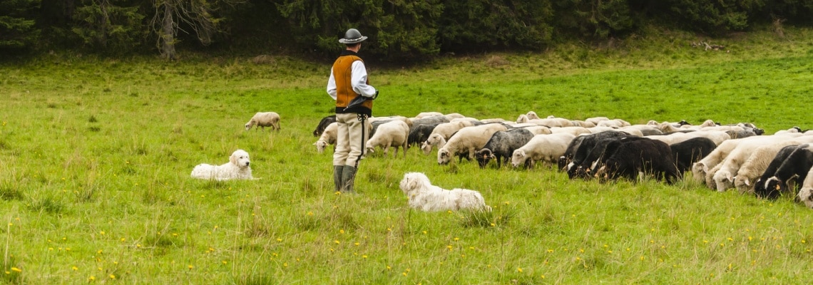 berger polonais de podhale