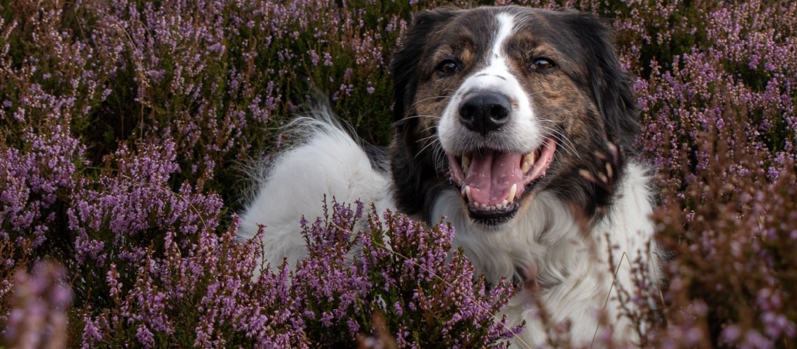 chien de race Tornjak