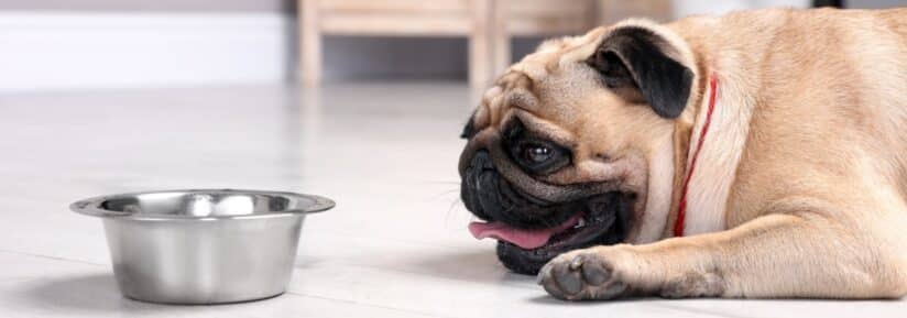 coup de chaleur chez le chien