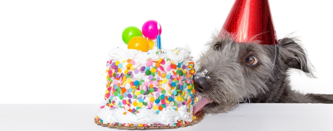 gâteau d’anniversaire chien