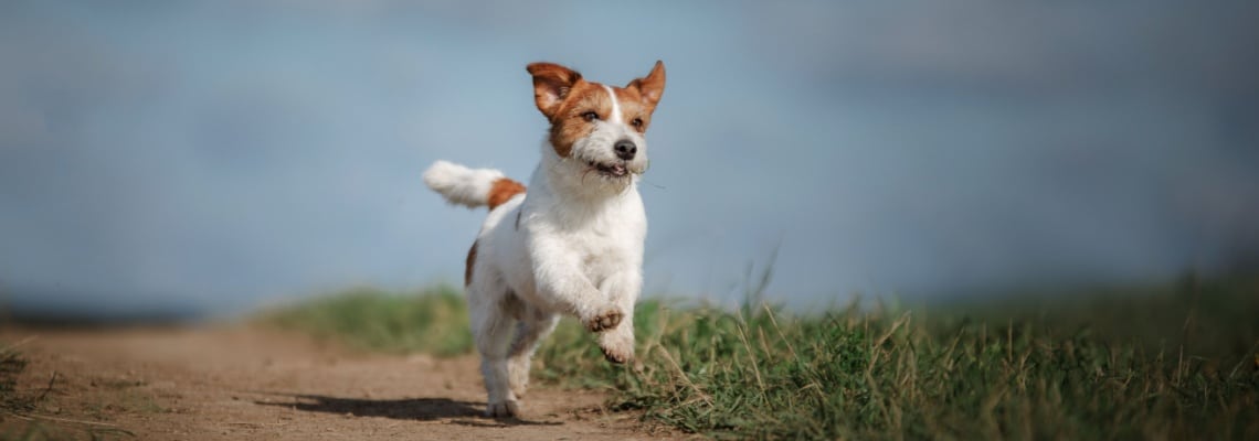 race chien Parson Russell Terrier