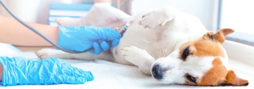 souffle au coeur du chien