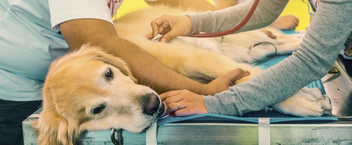 vétérinaire souffle au coeur du chien