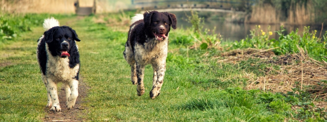 2 chiens d'eau frison