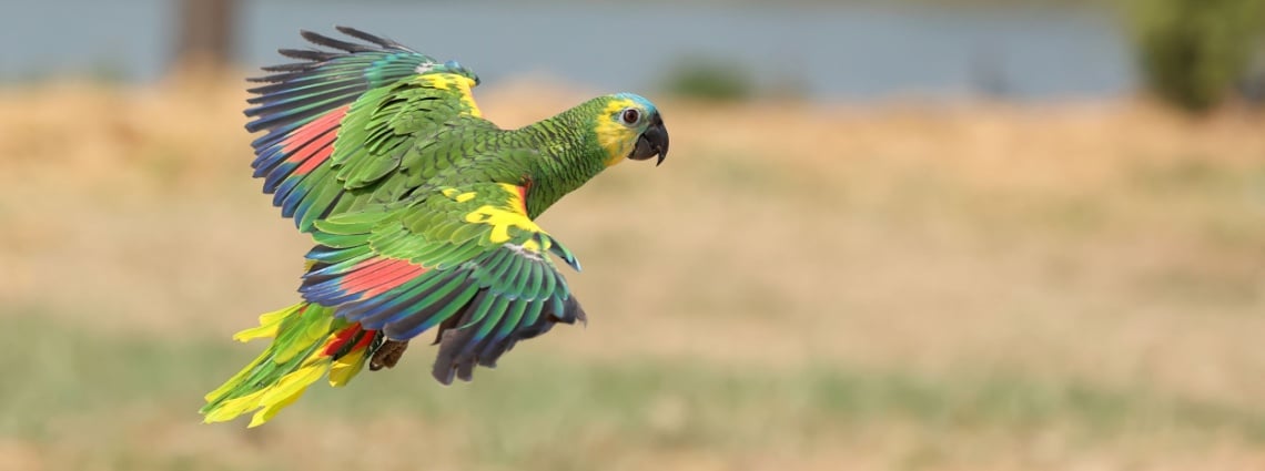 Amazone à front bleu