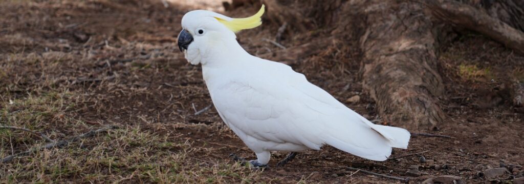 Cacatoès à huppe jaune